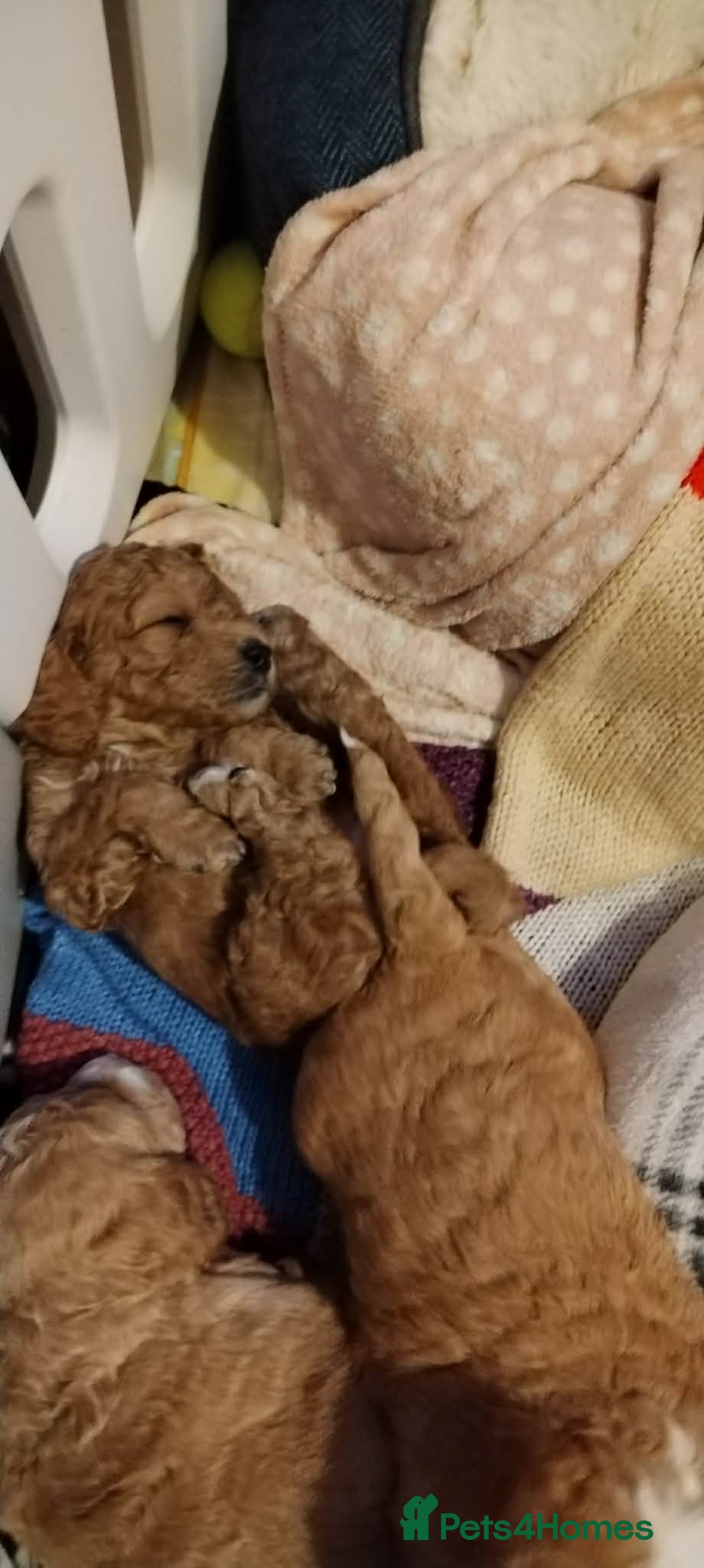 Mixed Breed dogs for sale: Adorable Maltipoo/Cockapoo Puppies - Advert 5