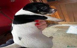 Jack Russell dogs for sale: Top Quality Jack Russell Puppies  - Image 6