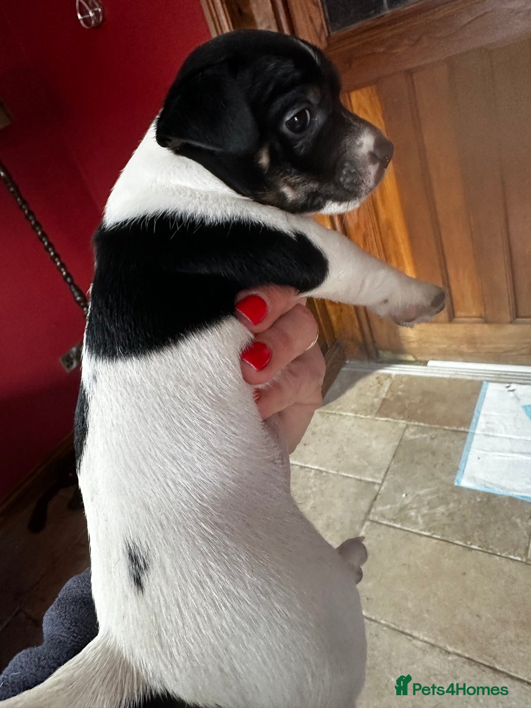Jack Russell dogs for sale: Top Quality Jack Russell Puppies  - Image 6