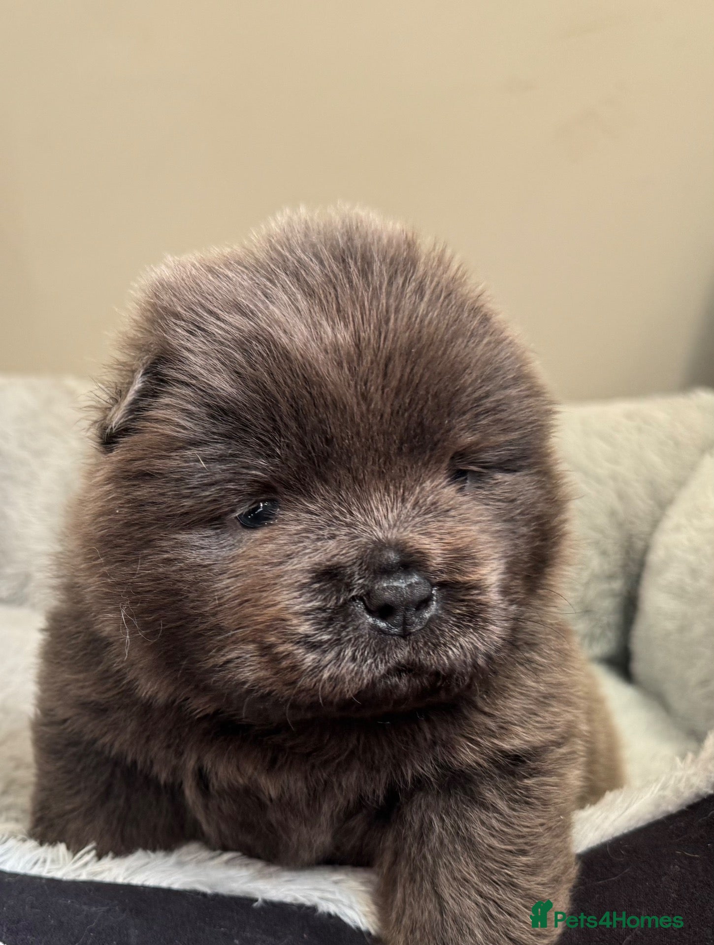 Chow Chow dogs Wyvernwest have 3 stunning chows available  - Advert 1
