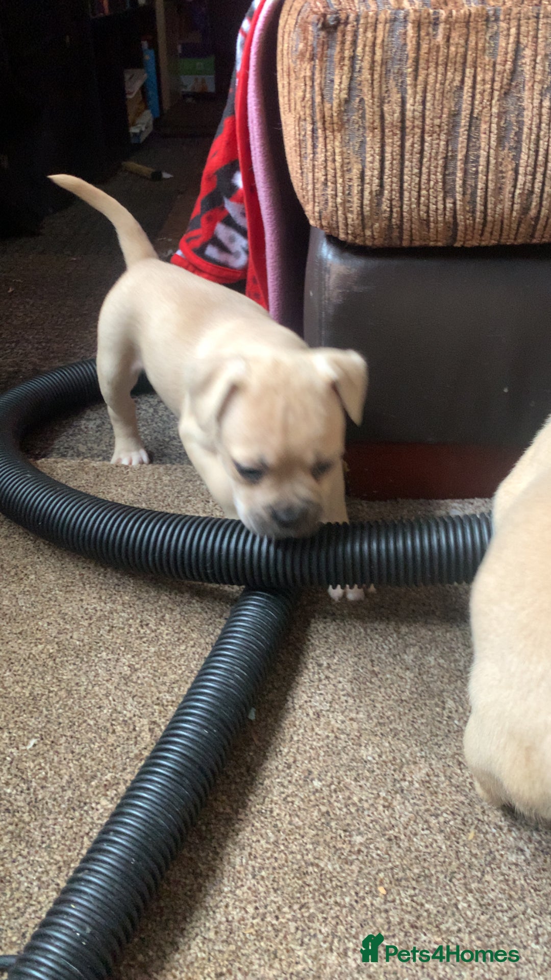 Mixed Breed dogs for sale: French bulldog x staffy - Image 7