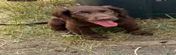 Cocker Spaniel dogs for sale: This weekend only all pups £600 each - Advert 15