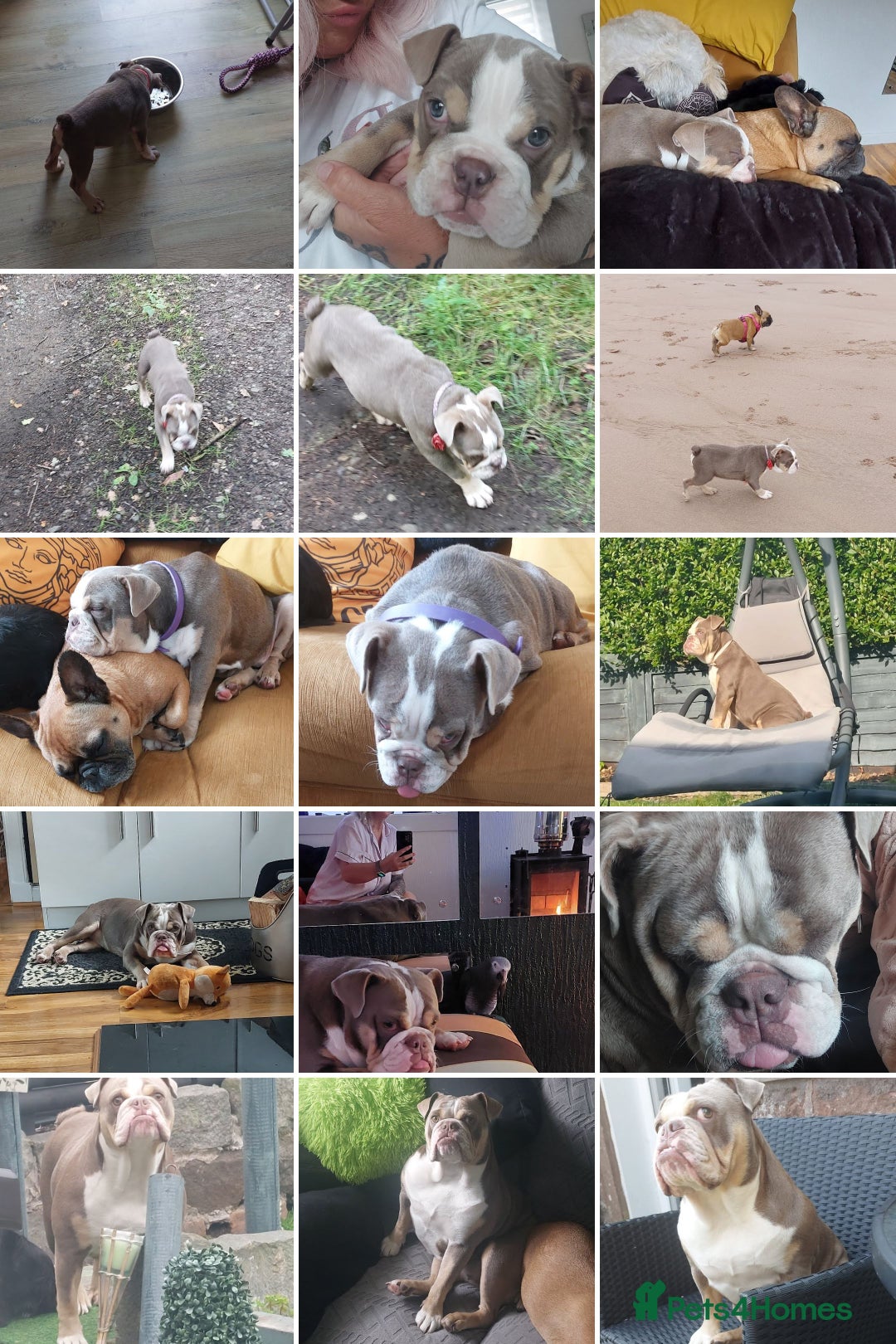 English Bulldog dogs for sale: English bulldog - Image 10