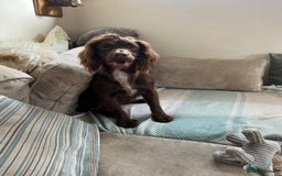Sprocker dogs for sale: Stunning Chocolate Sprocker Spaniels in Llandysul - Image 8