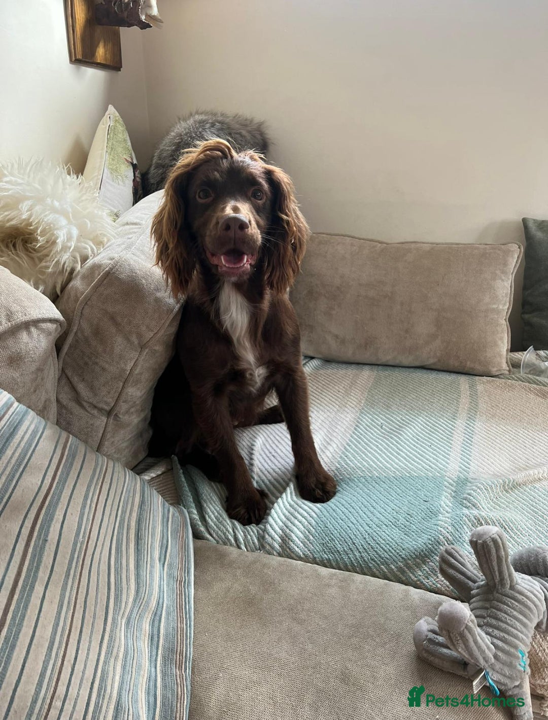 Sprocker dogs for sale: Stunning Chocolate Sprocker Spaniels in Llandysul - Image 8