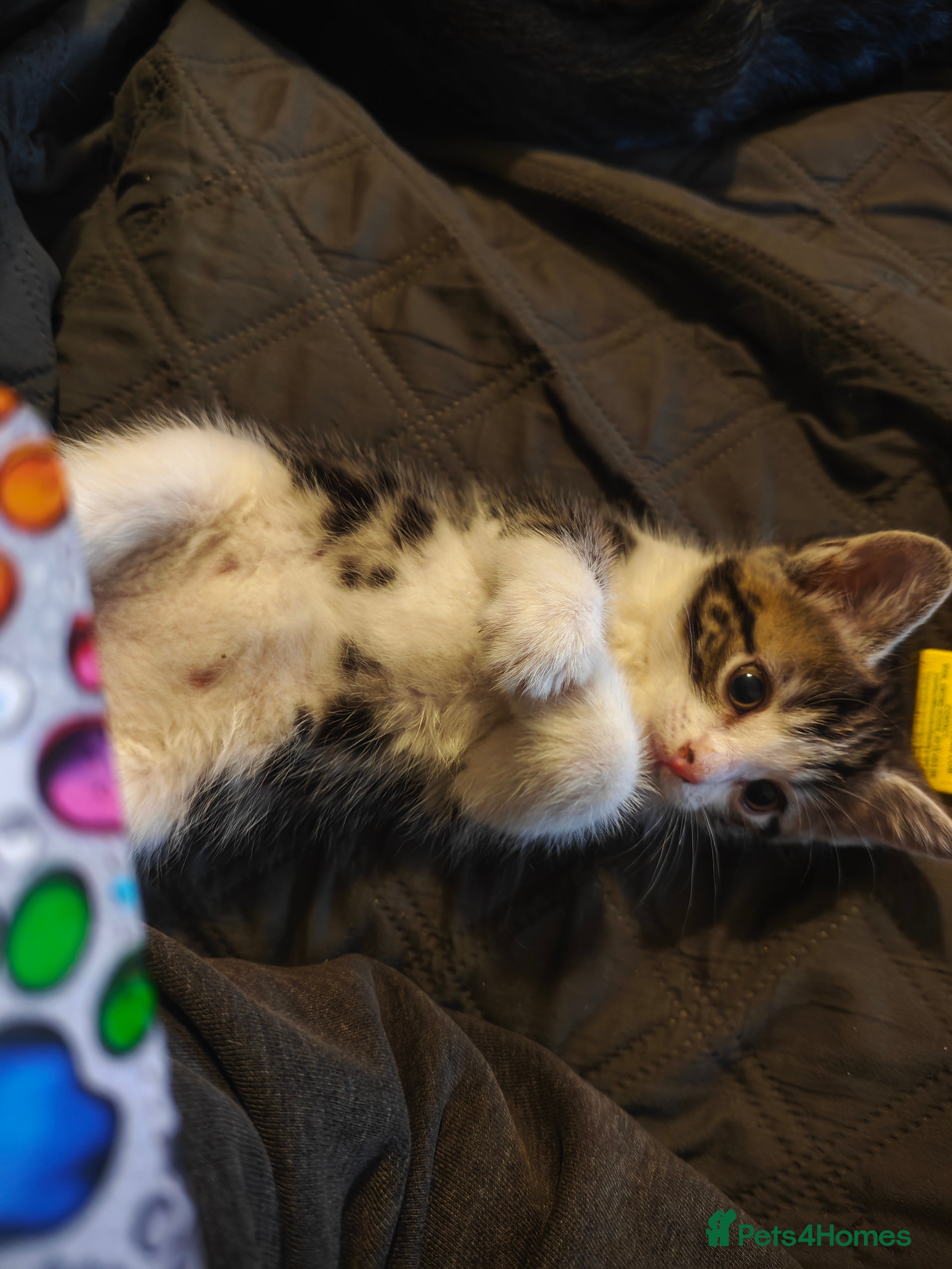 Mixed Breed cats for sale: kittens  - Advert 6