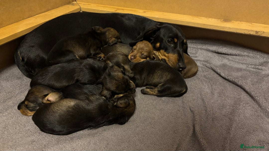 Dachshund dogs for sale: Adorable dachshund puppies - Image 3