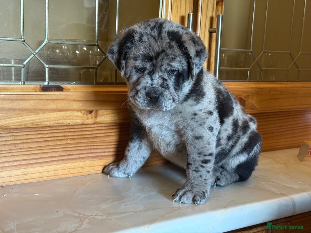 Mixed Breed dogs for sale: Chow chow x American bull dog  - Image 13