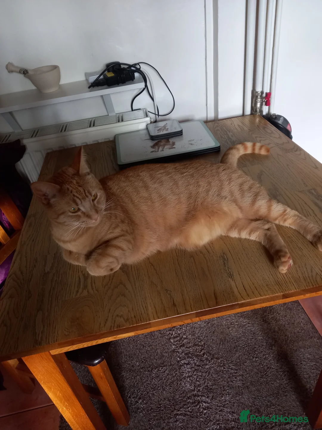 Domestic Shorthair cats for sale: Adult Ginger Female - Advert 1