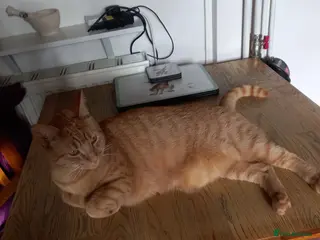 Domestic Shorthair cats Adult Ginger Female - Advert 2