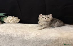 British Shorthair cats for sale: Silver Spotted Full Pedigree Registered BSH - Image 12