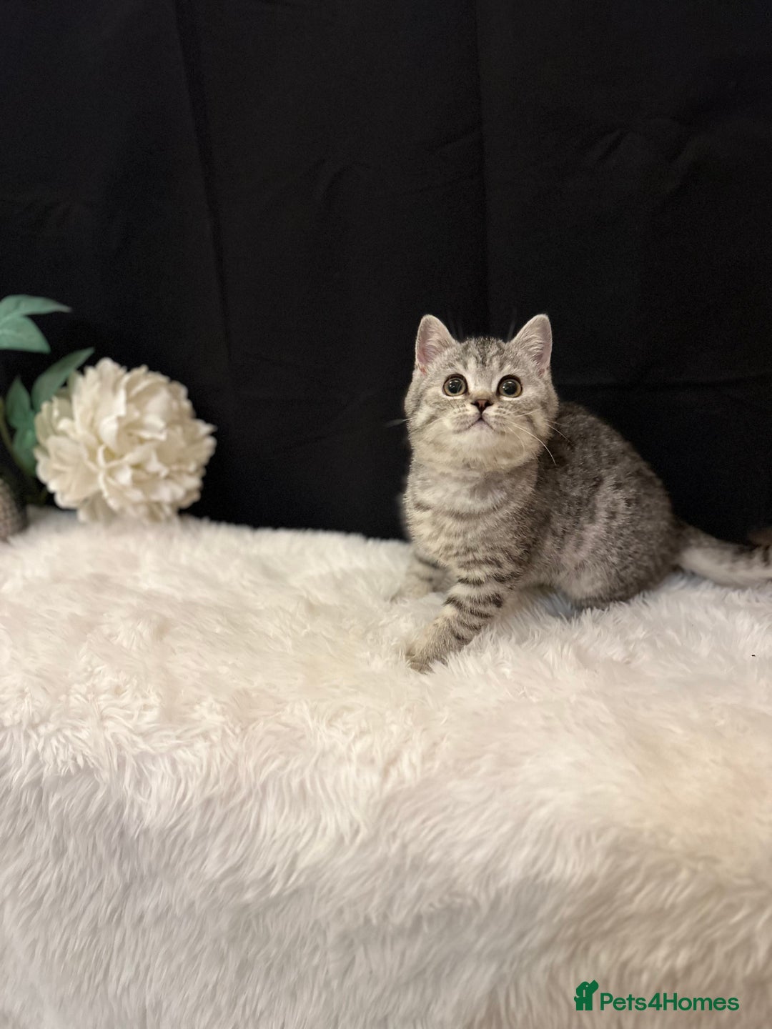 British Shorthair cats for sale: Silver Spotted Full Pedigree Registered BSH - Image 12