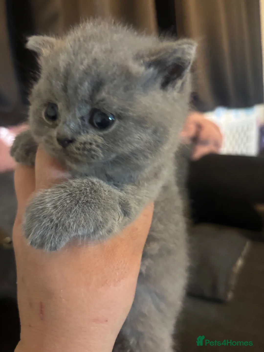 British Shorthair cats for sale: British blue shorthair kittens ready 20th June  - Advert 8