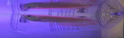 Other/Mixed Breed fish for sale: Silver arowana - Advert 4