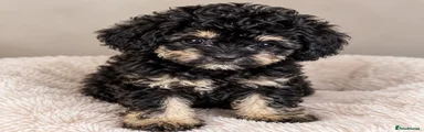 Toy Poodle 3