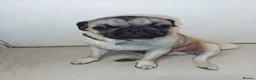 Pug dogs for sale: Pugs  - Advert 12