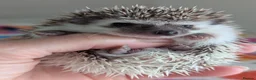 Pygmy Hedgehog rodents for sale: Gorgeous Baby Hoglets/Some Ready Now/ Reserve - Advert 12