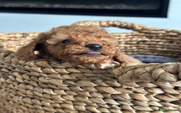Miniature Poodle dogs for sale: 🐾 Beautiful KC 🦊 Red Miniature Poodle Puppies 🐾 - Image 35