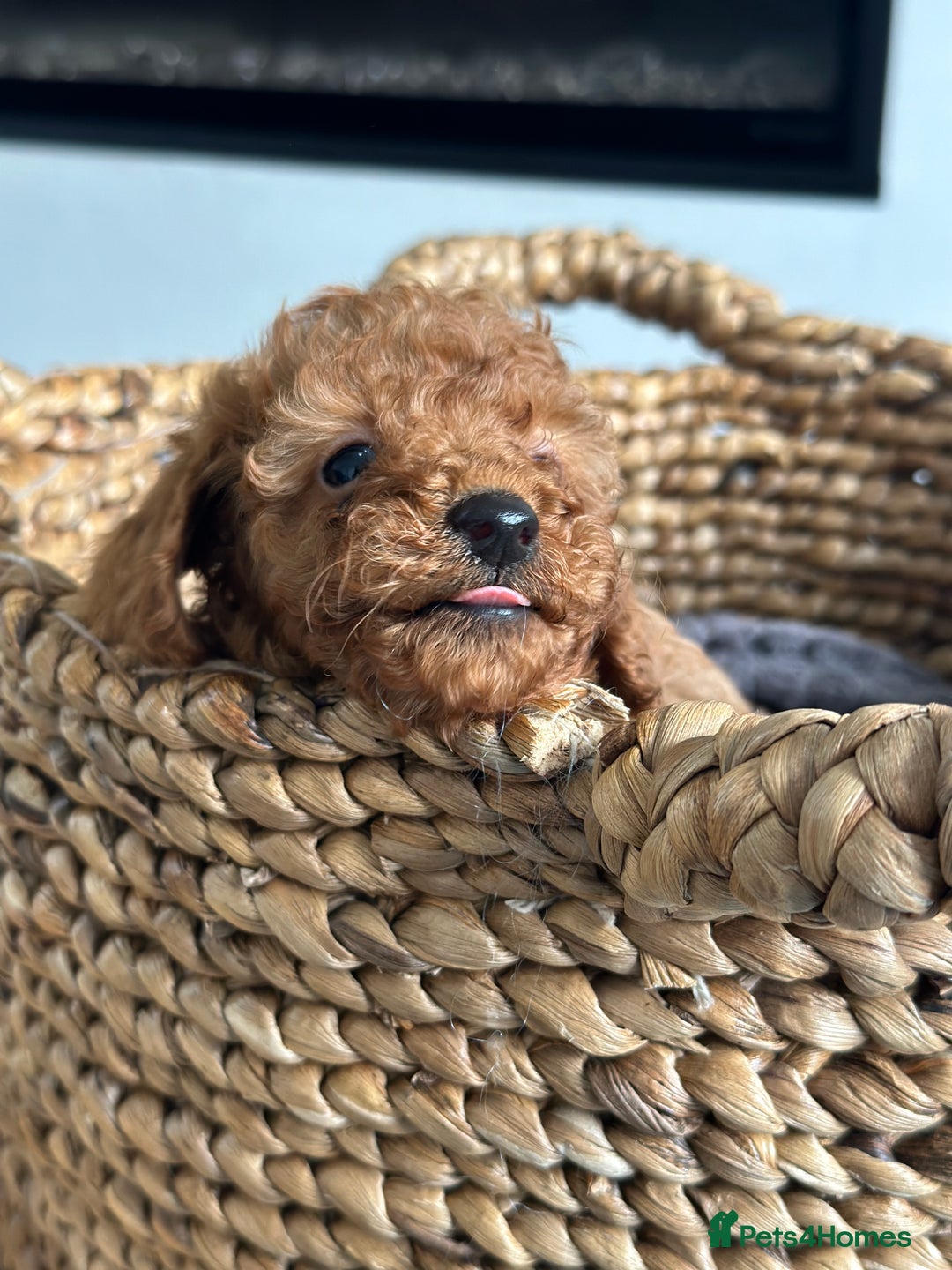 Miniature Poodle dogs for sale: 🐾 Beautiful KC 🦊 Red Miniature Poodle Puppies 🐾 - Image 35