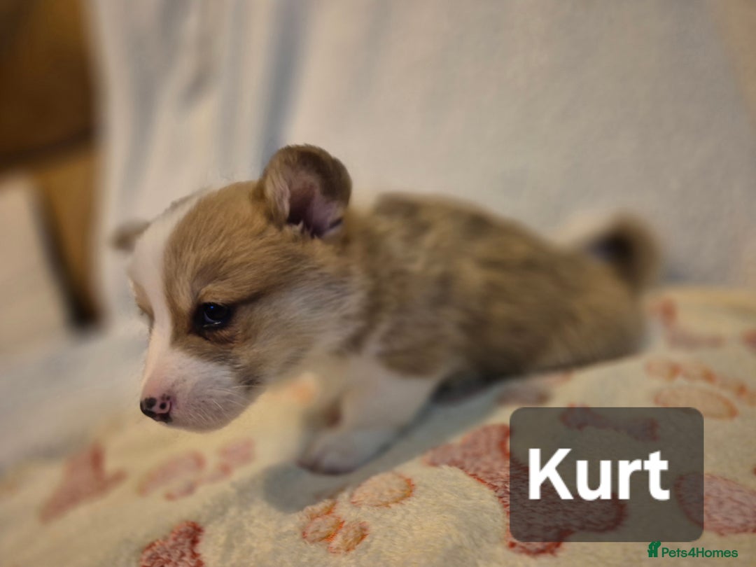 Welsh Corgi Pembroke dogs for sale: 8 Pembroke corgi puppy's - Advert 15