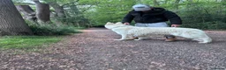White Swiss Shepherd dogs for stud: White Swiss Shepherd Stud  - Advert 5