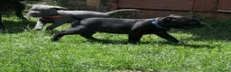 Staffordshire Bull Terrier dogs for sale: last boy True To size Bullscaff bloodline  - Advert 3