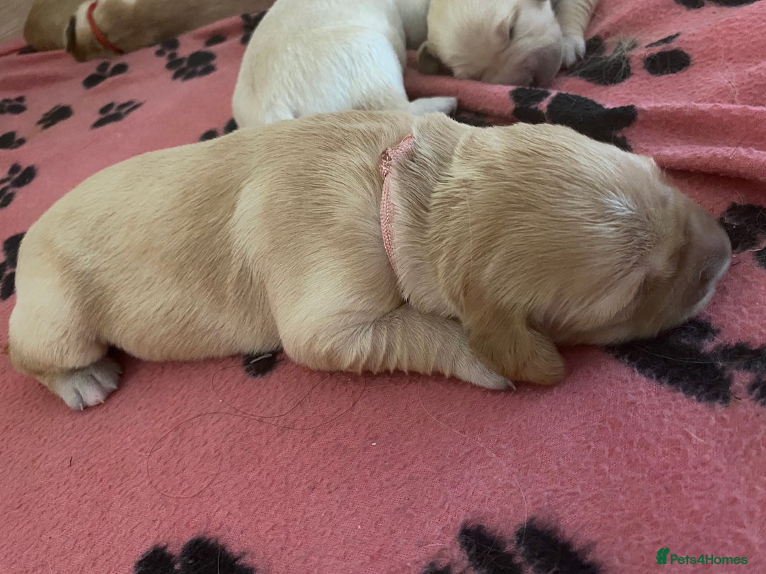 Golden Retriever dogs for sale: 🐾Sweet Golden Retriever Puppies-5 generation KC🐾 - Image 21