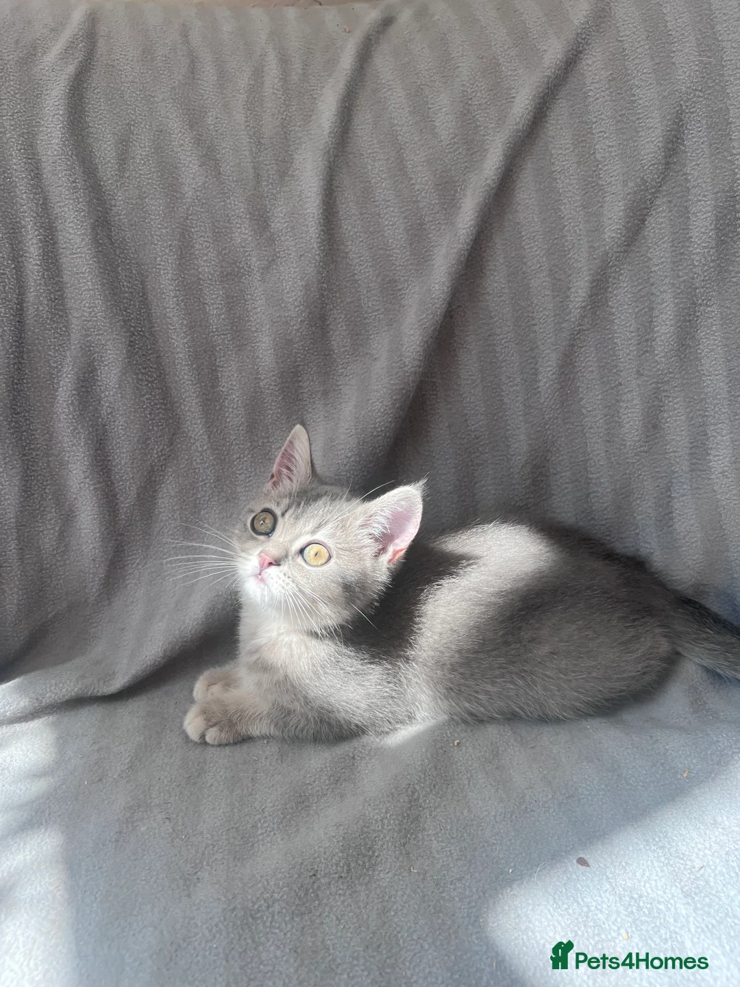 British Shorthair cats for sale: Beautiful GCCF kittens - READY NOW - Advert 2