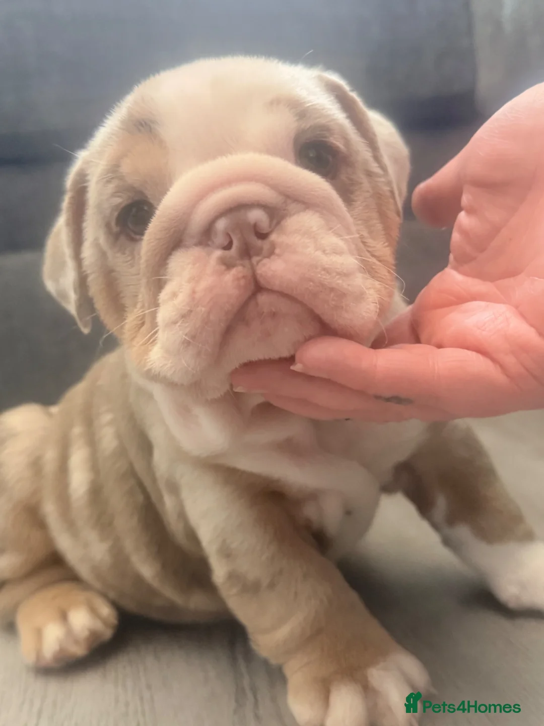 English Bulldog dogs for sale: REDUCED. READY TO LEAVE! - Advert 13