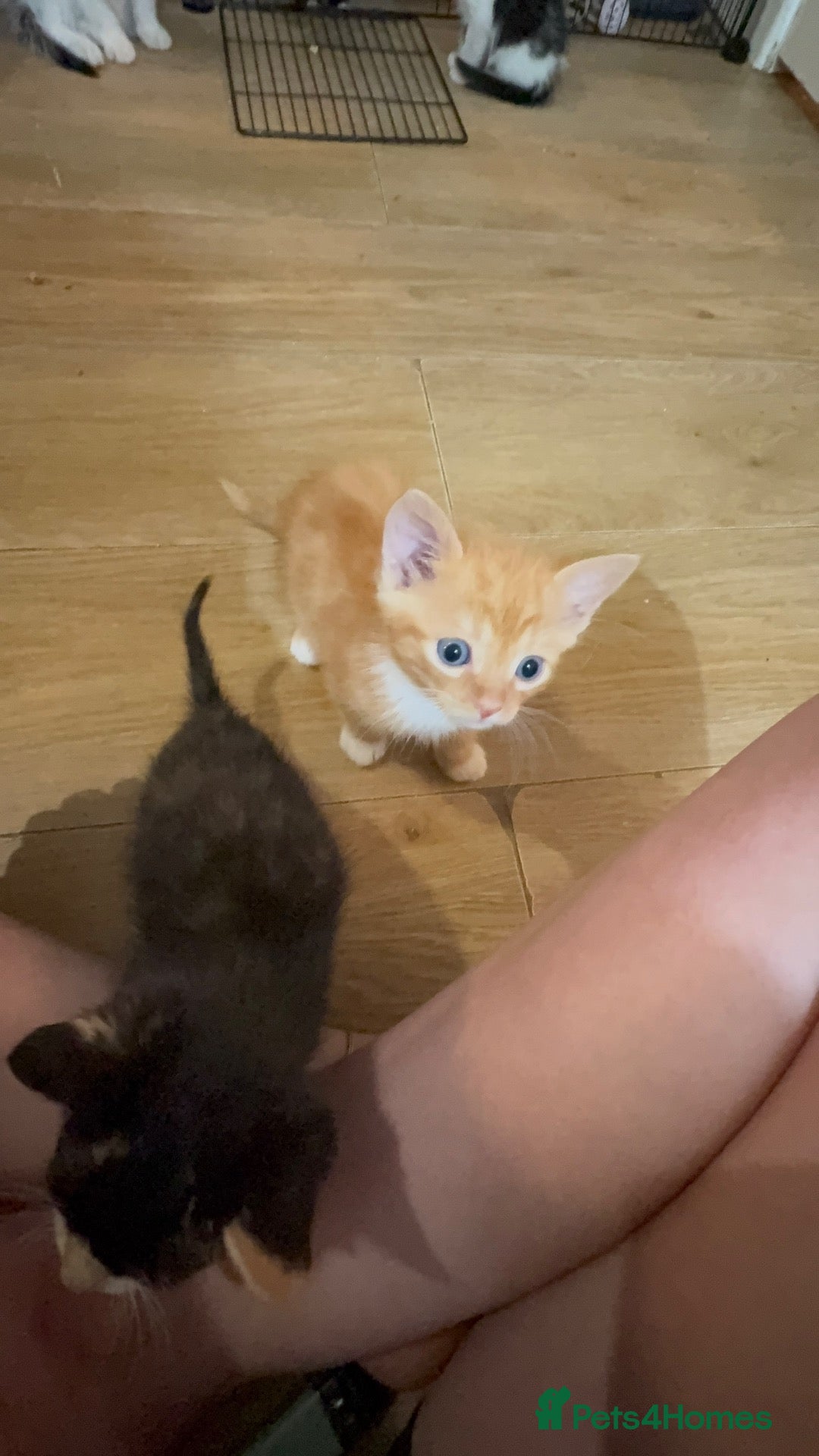 Domestic Shorthair cats 3 beautiful kittens for sale - Advert 20