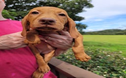 Hungarian Vizsla dogs for sale: Exceptional Vizsla Puppies - 5* Licenced Breeder  - Image 14