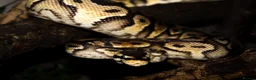 Snake reptiles for sale: Ball python  in Walsall - Advert 3