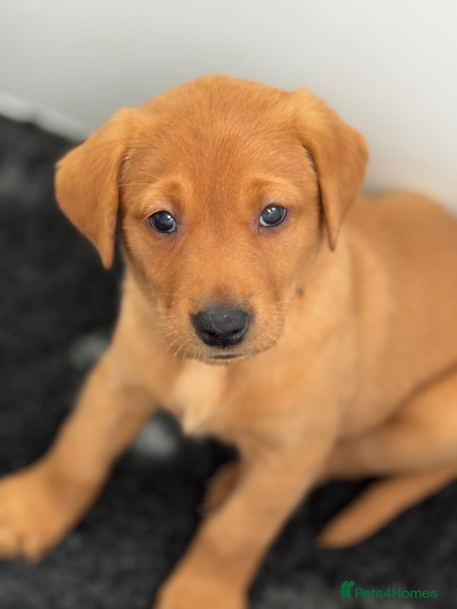 Labrador Retriever dogs KC registered Fox red Labrador puppies  - Advert 1