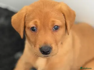 Labrador Retriever dogs KC registered Fox red Labrador puppies - Advert 1