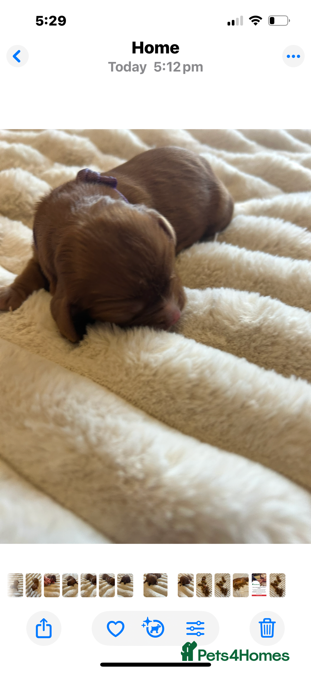 Cavalier King Charles Spaniel dogs for sale: KC CAVALIER KING CHARLES  - Image 14