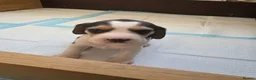 Beagle dogs for sale: Beautiful Beagle Puppies Looking For A Loving Home - Advert 7