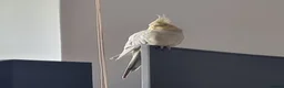 Cockatiels birds for sale: Hand tame and friendly Cockatiel – Minky in Purfleet - Advert 4