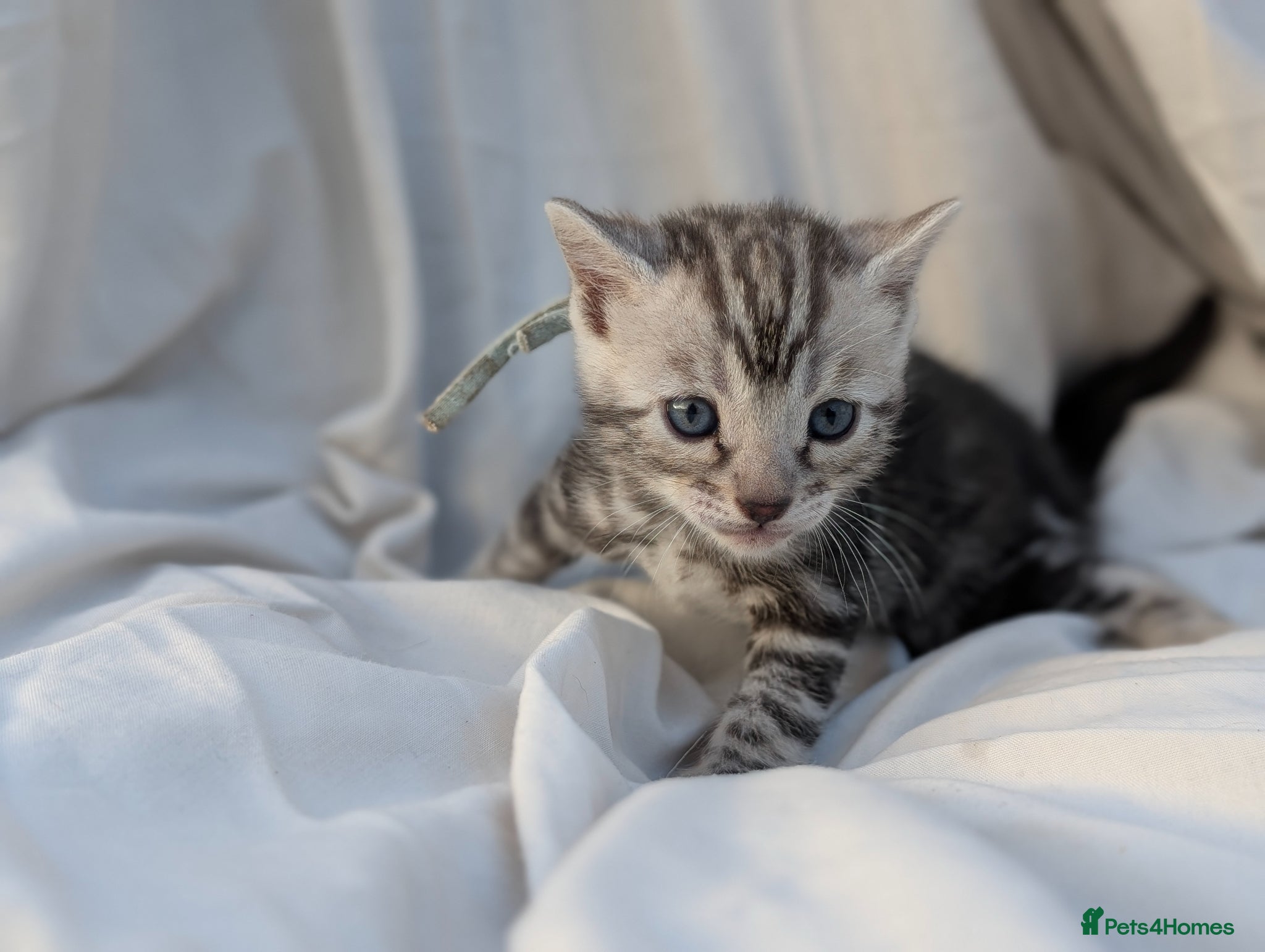 Bengal cats Gorgeous bengal litter - Advert 2