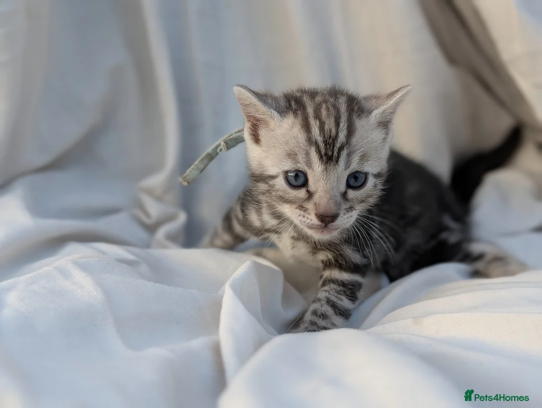 Bengal cats for sale: Gorgeous bengal litter - Advert 1