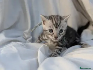 Bengal cats Gorgeous bengal litter - Advert 2