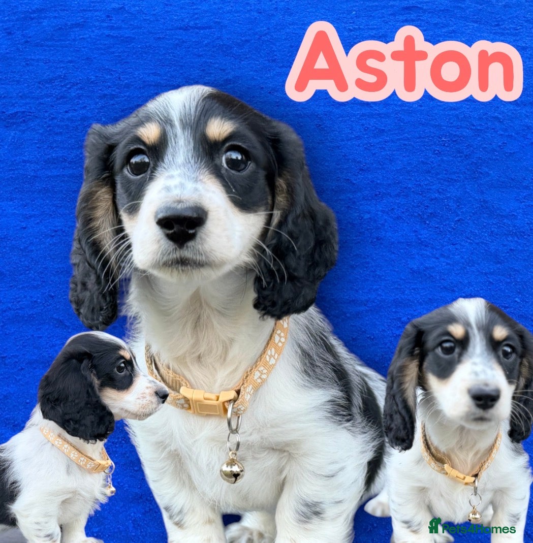 Miniature Dachshund dogs The Piebald Boys are here! 🐾 - Advert 1