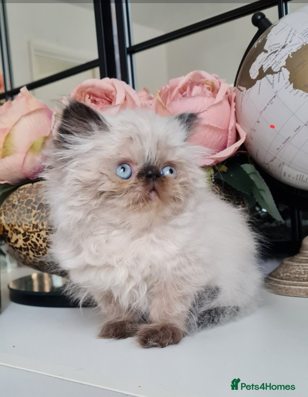 Persian cats for sale: Beautiful persian kittens  - Image 26
