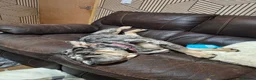 English Bulldog dogs for sale: Grey merl bulldog bitch in Rotherham - Advert 8