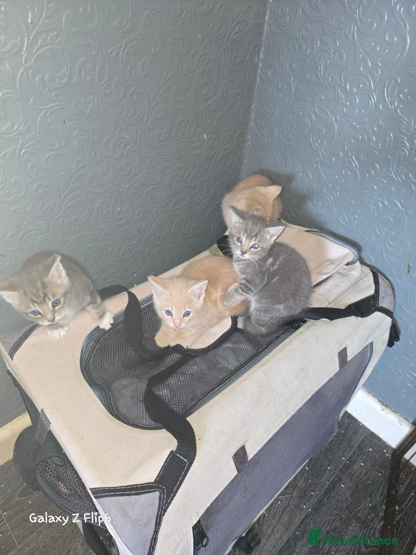 Mixed Breed cats Beautiful kittens  - Advert 18