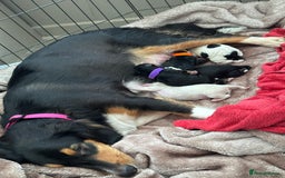 Mixed Breed dogs for sale: Border doodle - Image 1