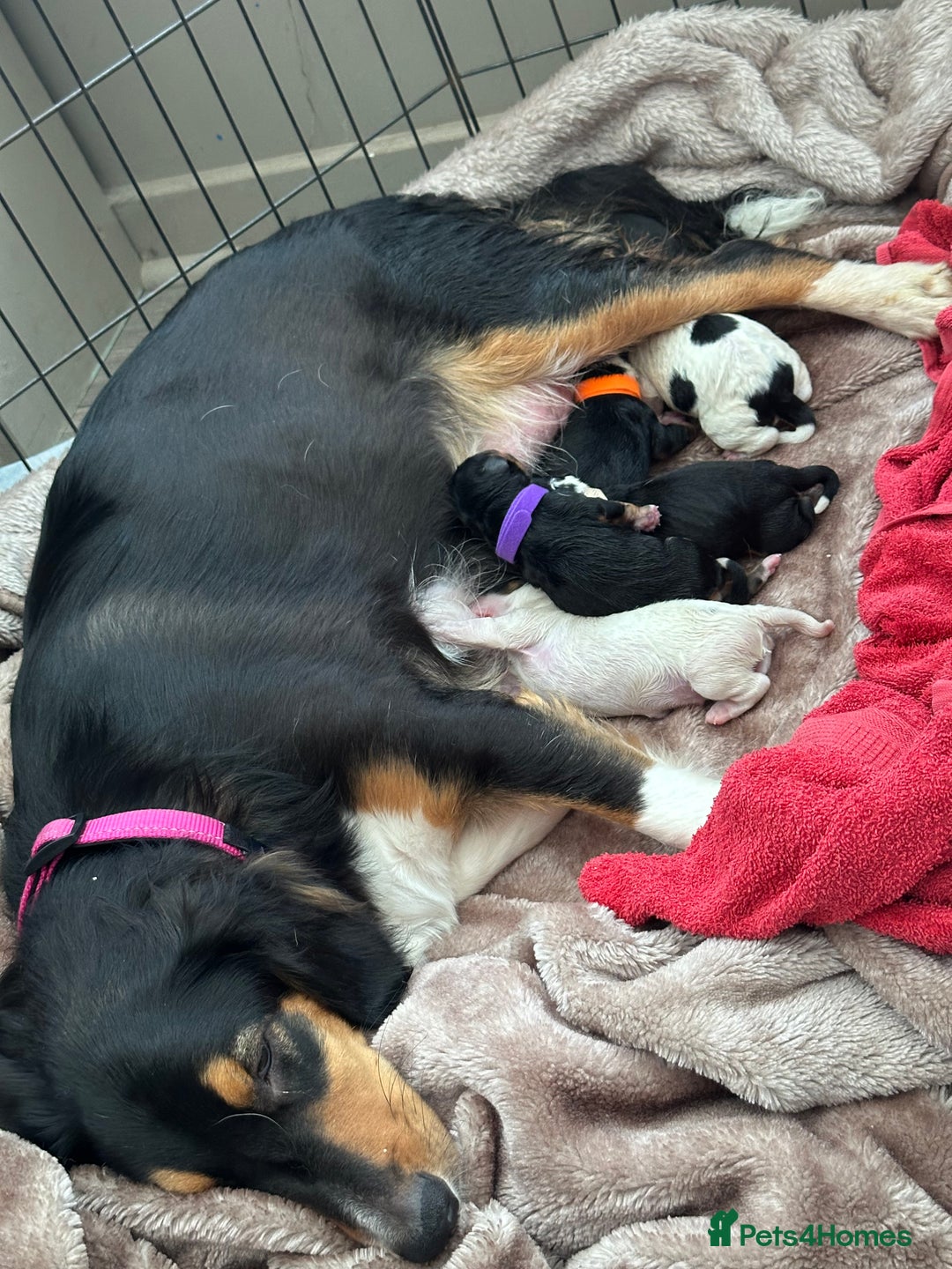 Mixed Breed dogs for sale: Border doodle - Image 1
