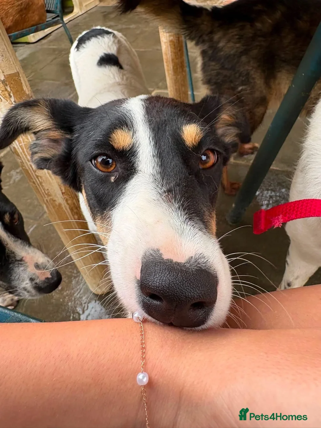 Mixed Breed dogs for adoption: Juny - Norwich Norfolk  in Norwich - Advert 1