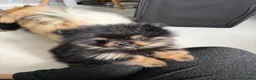 Pomeranian dogs for sale: Black & tan Pomeranian's 2xboys 1x girl    - Advert 15