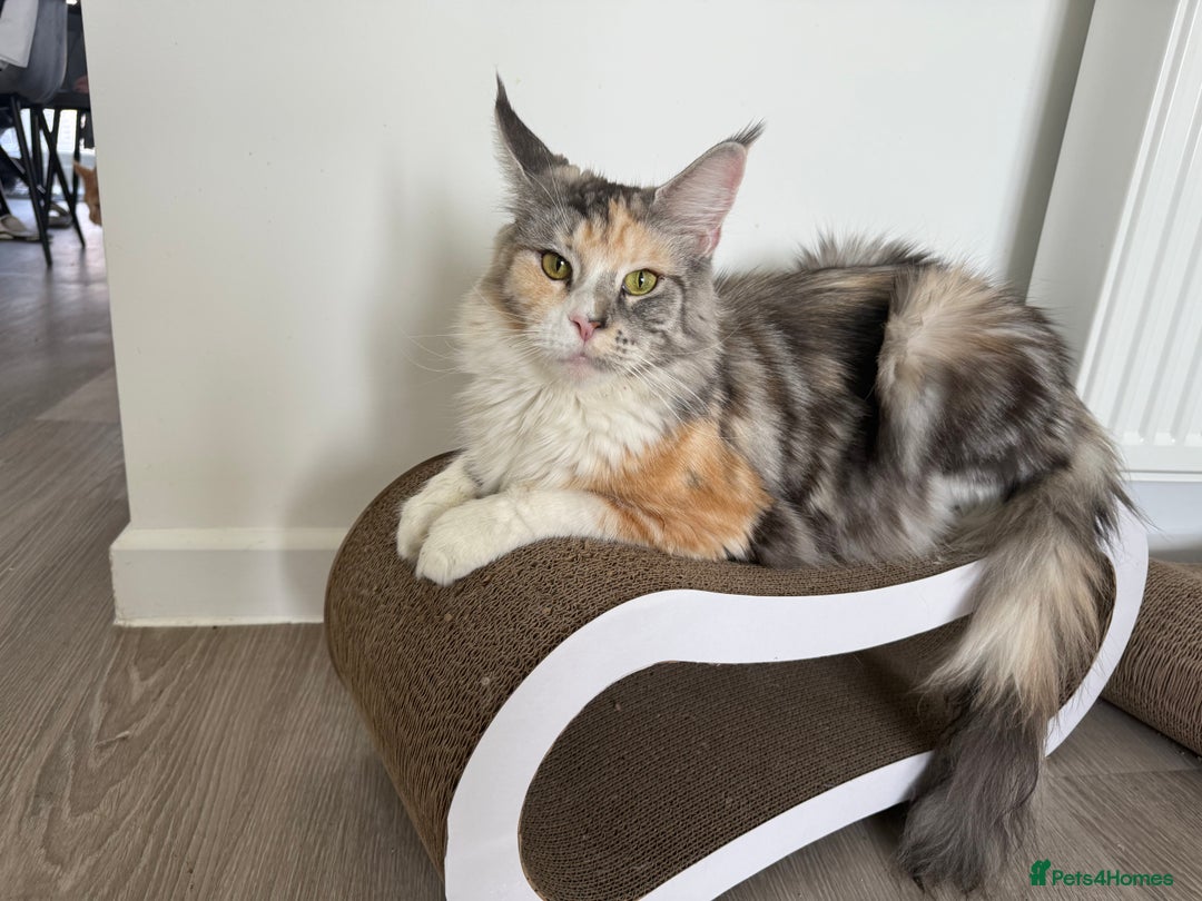 Maine Coon cats for sale: Red silver boy available. - Image 6