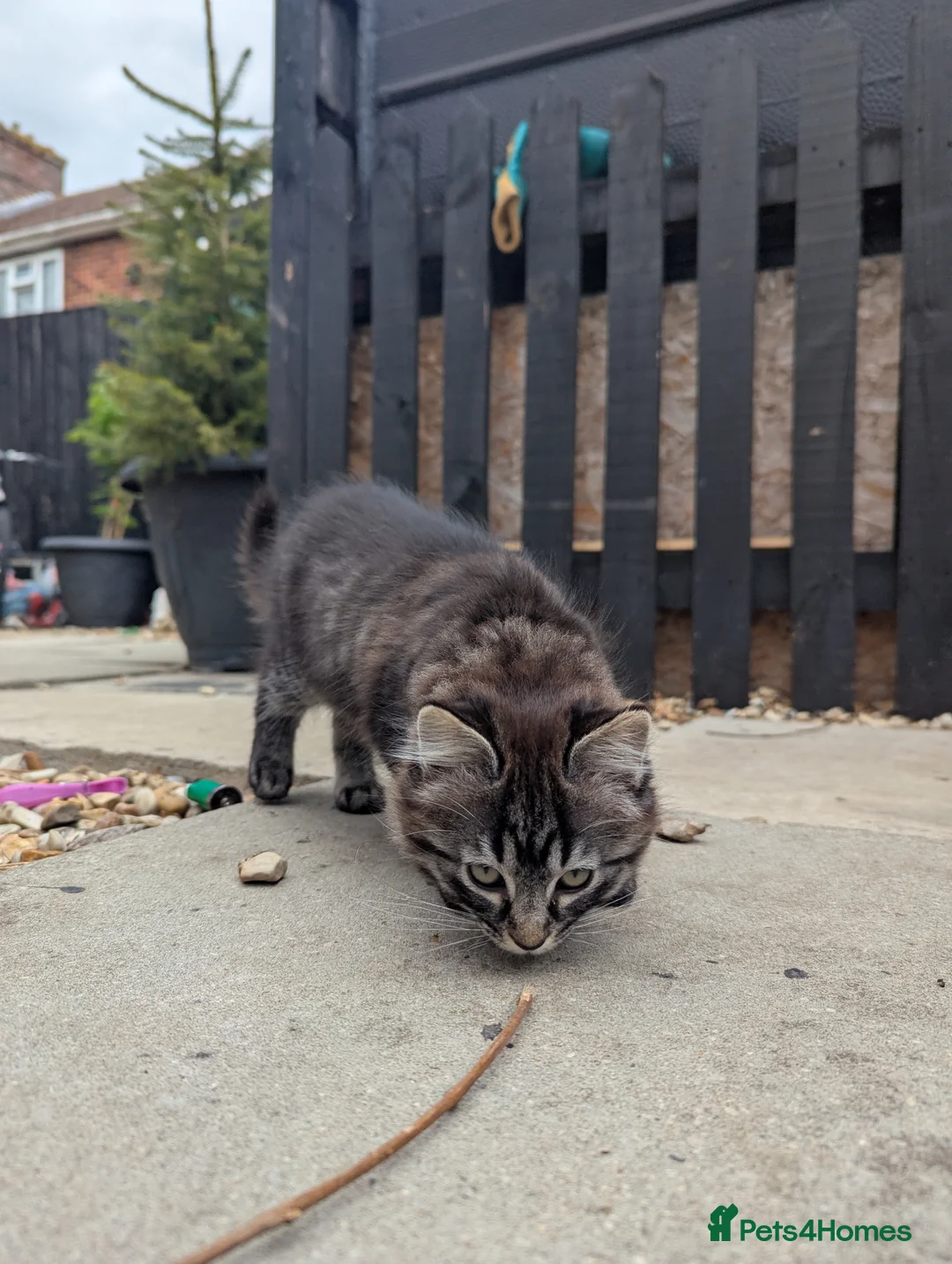 Mixed Breed cats for sale: Ragdoll cross kittens  in Wisbech - Advert 2